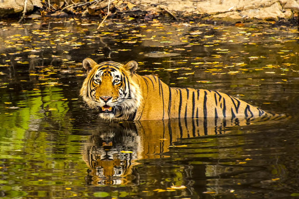 Bengal-tiger-in-waterhole-0073