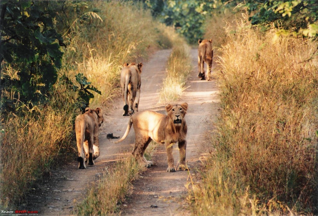 Meute de lionnes dans les forêts de Gir au Gujarat.